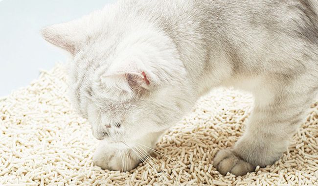 Premium Plantebasert Kattesand 4 pakker
