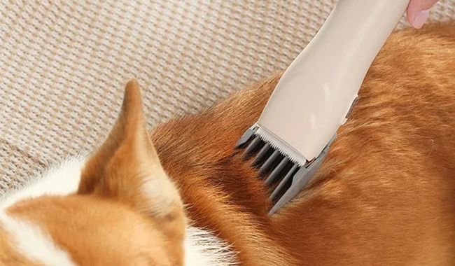 Animal Groomy 6 Stellestasjon Kjæledyr
